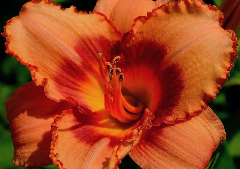 Gorgeous Orange Day Lily