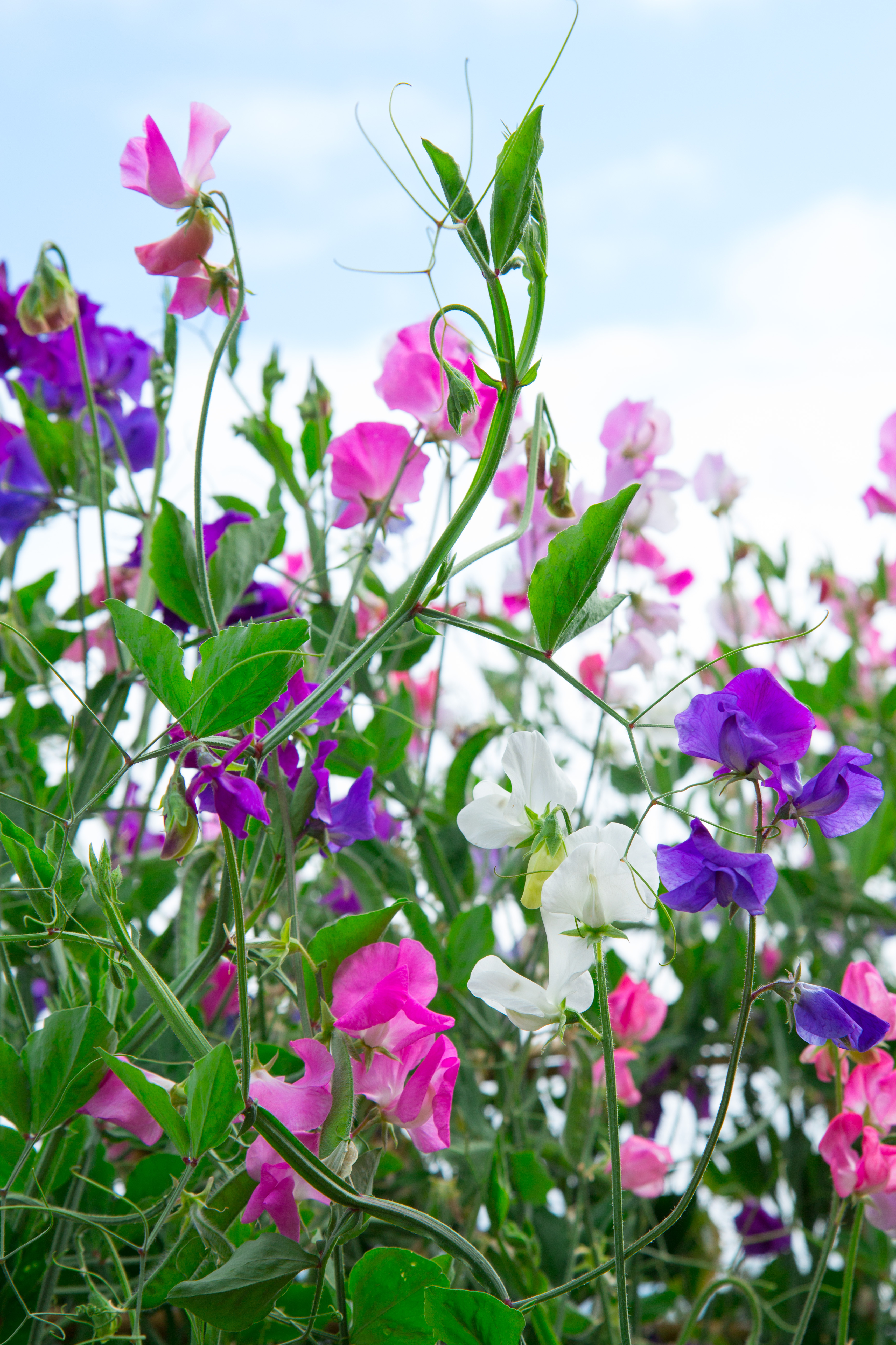 The Elusive Sweet Pea Will This Be the Year You Grow?