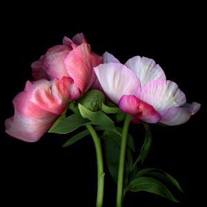 Magda Indigo White And Pink Roses