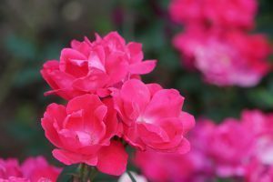 Knock Out Roses: What Are They Good For? Not Your Garden!