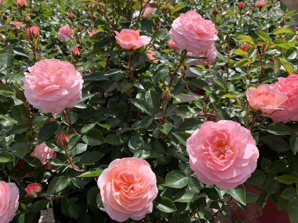 The list of 20+ White flowers that smell bad 2 Inhale! The Ten Most Fragrant Flowers for a Blissfully Scented Garden