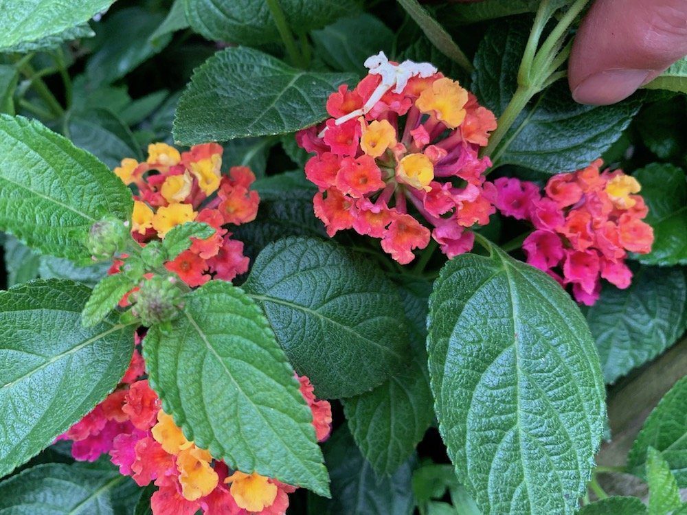 The Multicultural Lantana