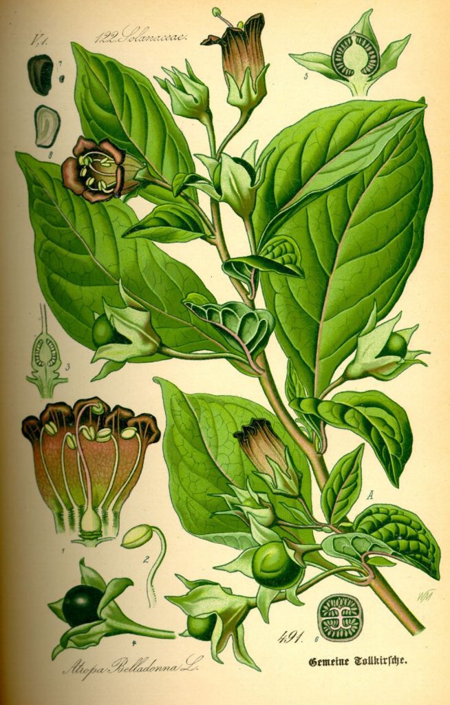 Atropa Belladonna The Solanaceae Family