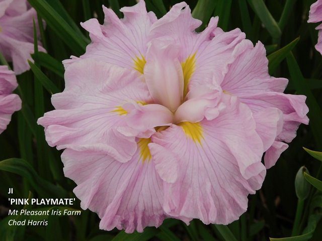 A Beautiful Pink Japanese Iris