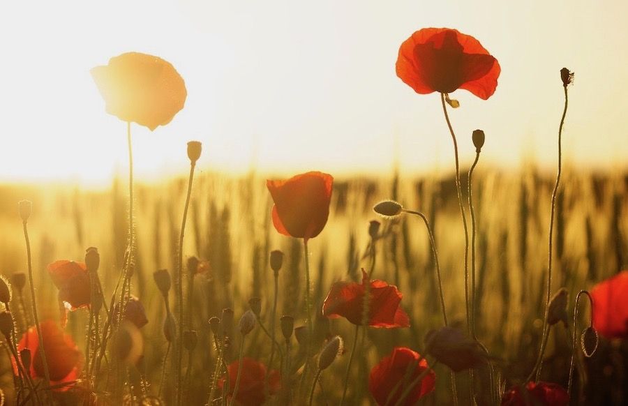 Why The Red Poppy Flower Is Used For Military Remembrances