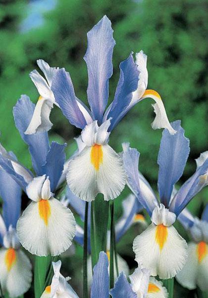 How To Grow A Dutch Iris