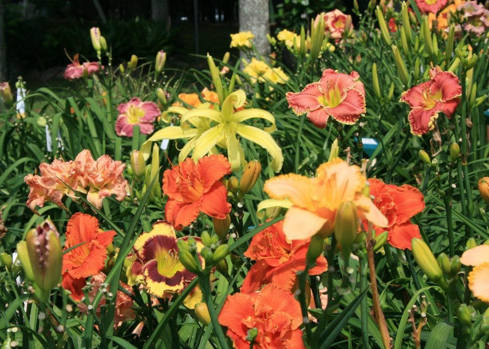  How to Grow and Care for Daylilies - Tips For Daylily Care