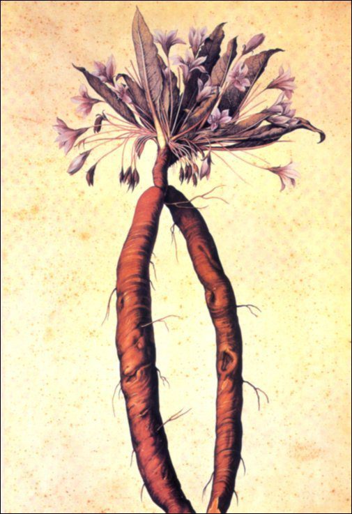 Mandrake root Painting by Giacomo Ligozzi