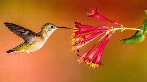 Hummingbird Pollinator
