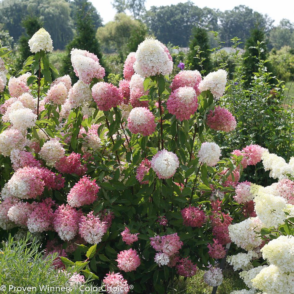 Hydrangeas How To Plant Grow And Prune Hydrangea Shrubs