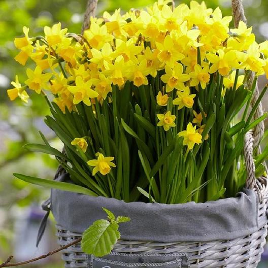 tete-a-tete miniature daffodils