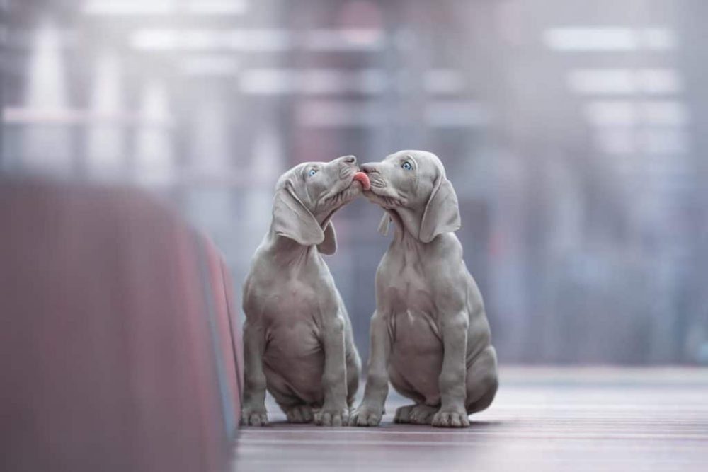 Two Weimeraner puppies kissing