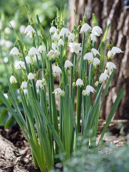 Time To Shop For Spring Bulbs 12 Beautiful Types