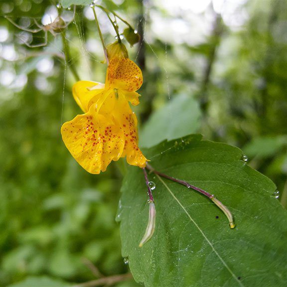 Fun Flower Facts Touch Me Or Touch Me Not