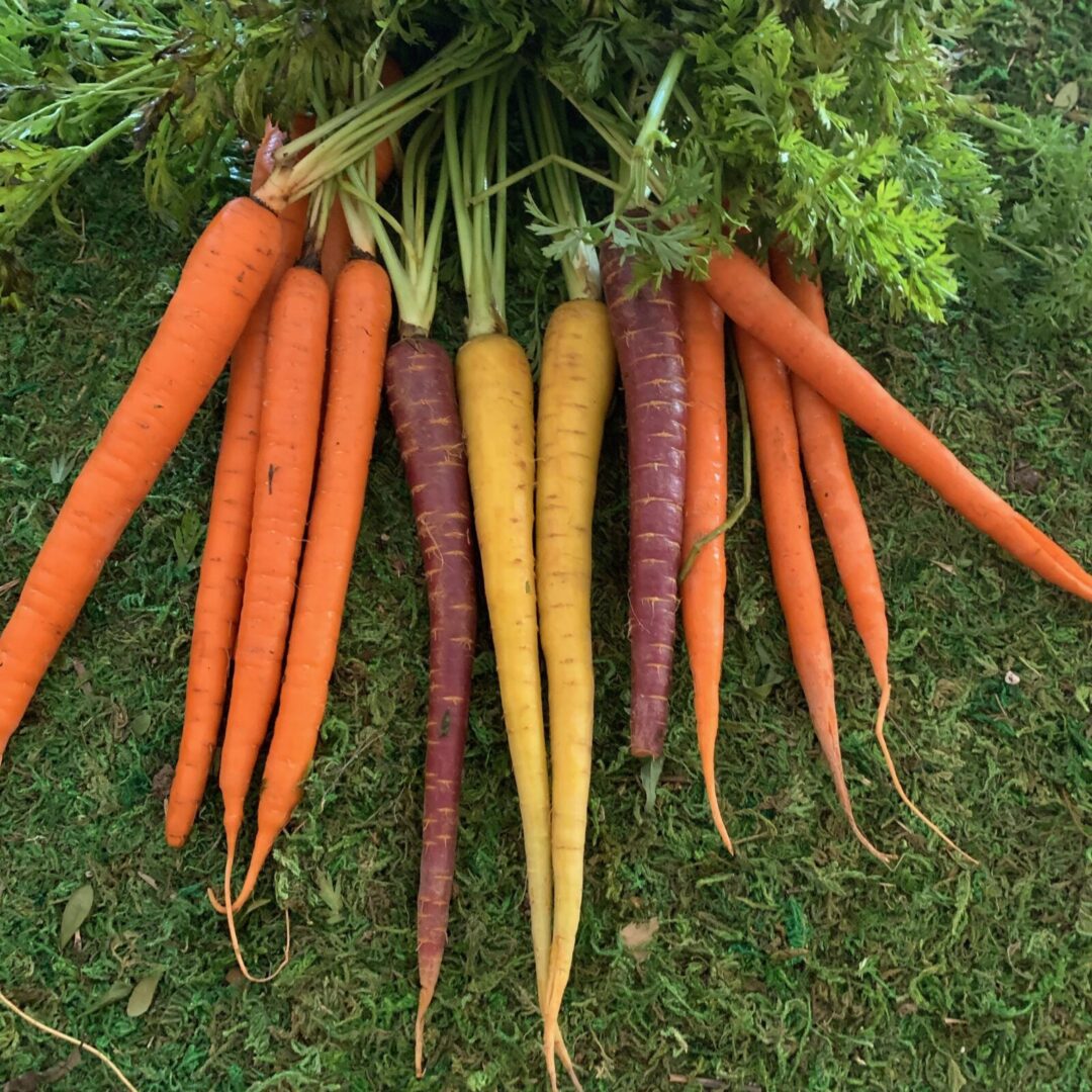 Carrots and Parsnip Rosh Hashanah