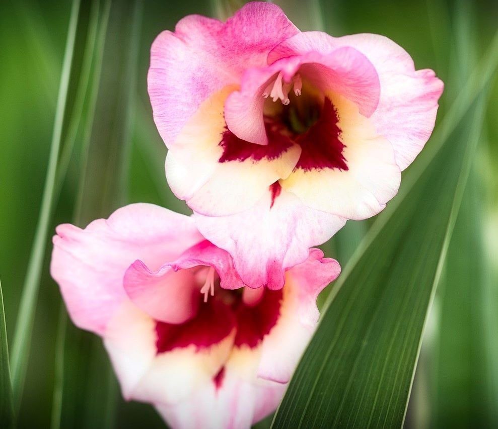 Gladiolus Flowers and their meaning