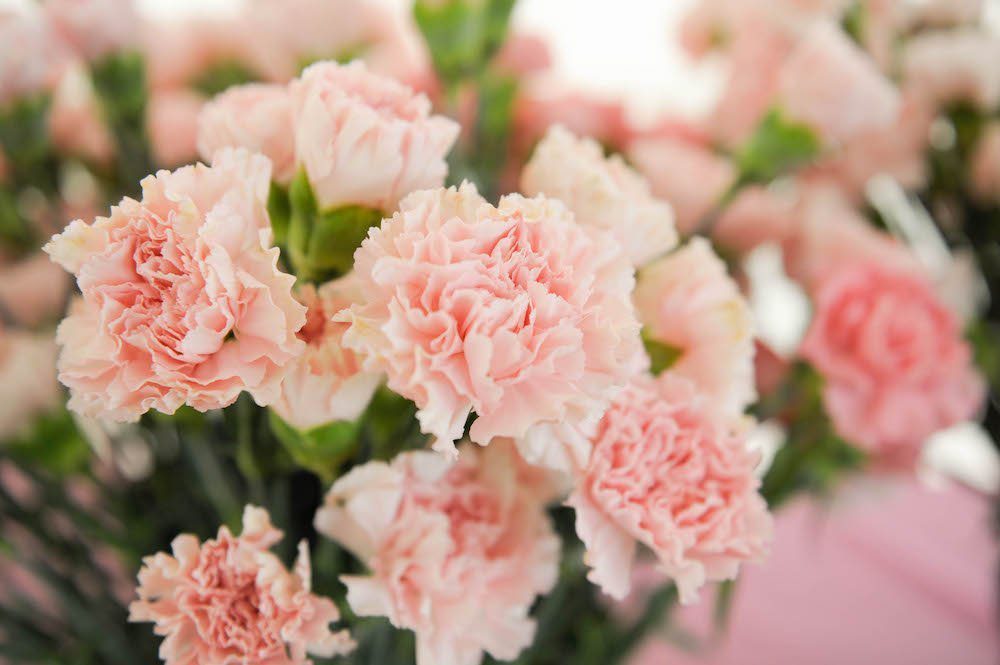 Why Give Pink Carnations for Breast Cancer Awareness Month