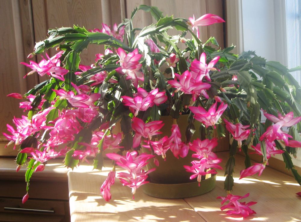 Holiday Planting: Amaryllis, Paper White & Christmas Cactus