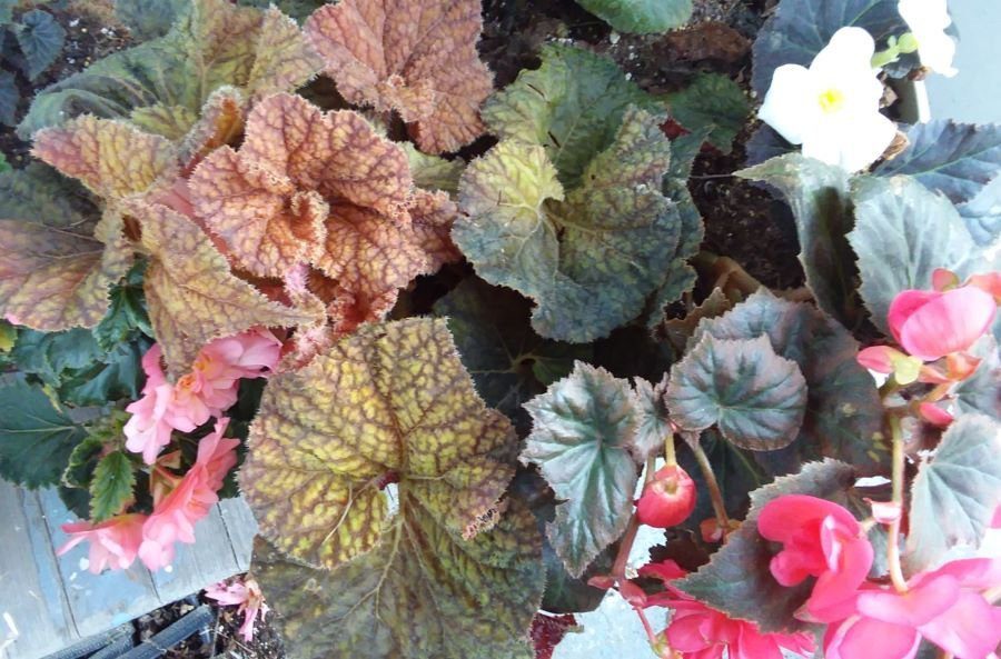 Plants That Can Move Indoors